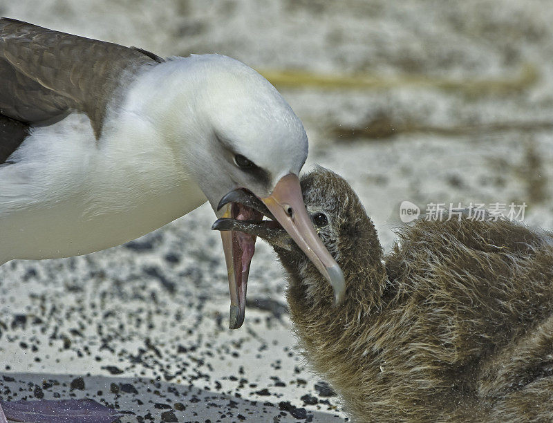 Laysan Albatross, Phoebastria immutabilis, is a large seabird that ranges across the North Pacific. Feeding its chick. Papahānaumokuākea Marine National Monument, Midway Island, Midway Atoll, Hawaiian Islands